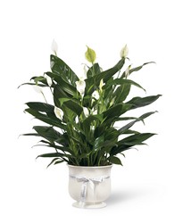 The FTD Comfort Planter 